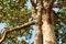 Big rubber tree (Dipterocarpus alatus) with green leaves