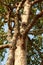 Big rubber tree with green leaves