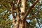 Big rubber tree with green leaves