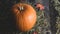 Big rural decorative orange pumpkin on rustic wooden background with rural foliage as thanksgiving holiday decor