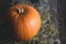 Big rural decorative orange pumpkin on rustic wooden background with rural hay as holiday decor for thanksgiving or halloween