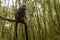 Big rwandan golden monkey sitting on the tree and eating bamboo