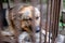 A big sad shepherd in an old aviary. Toned, style photo