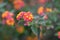 Big-sage Lantana camara, with yellow and orange flowers, purple buds