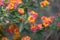 Big-sage Lantana camara, yellow and orange flowers, purple buds