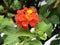 Big-sage, Wild-sage, Red-sage, Tickberry, Umbelanterna or Lantana camara Flower Island Mainau on the Lake Constance