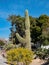 Big Saguaro in the campus of UNLV