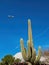 Big Saguaro in the campus of UNLV