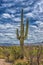 Big Saguaros in Saguaro National Park