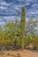 Big Saguaros in Saguaro National Park