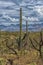 Big Saguaros in Saguaro National Park