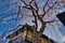 The big sakura and blue sky in the morning at Sannenzaka are a popular spot for tourists to take pictures in Kyoto