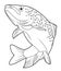 Big Salmon Fish Swimming Black And White Illustration