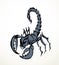 Big scary scorpion. Vector drawing