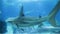 Big scary shark close-up. A variety of tropical fish over a coral reef.