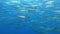 Big school of barracuda fish in shallow water