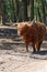 Big scottish brown hairy yak cattle close up