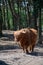 Big scottish brown hairy yak cattle close up