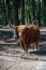 Big scottish brown hairy yak cattle close up