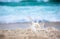 Big sea  shell on the sand on the beach with blur big sea wave in background, close up