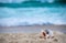 Big sea shell on the sand on the beach with blur big sea wave in background, close up