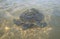 Big sea turtle swimming over a sandy shallow