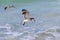 Big seabird Albatross tracks prey above the foamy wave