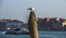 Big seagull bird resting on a wooden mooring pole on Grand Canal, Venice, Italy