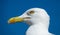 Big seagull close up portrait