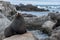 Big Seal Sits On Rock, Wainuiomata Coast, New Zealand