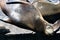 Big Seal Taking Sun on a Pier