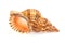 Big Seashell Caribbean Triton on White Background