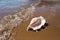 Big seashell spider conch lambis truncata on the beach