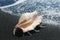 Big seashell spider conch lambis truncata on black sand coast