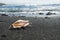 Big seashell spider conch lambis truncata on black sand shore