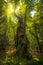 Big and secular chestnut tree in Casentino forest. Tuscany, Ital