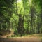 Big and secular chestnut tree in Casentino forest. Tuscany, Italy