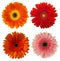 Big Selection of Colorful Gerbera flower Gerbera jamesonii Isolated on White Background.