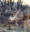 A big senior mule buck deer with a huge rack of antlers in the scrub oak