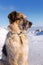 Big seriuos furry dog sitting on the snow, portrait