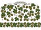 Big set of beer hop branches, cones, and leaves plus beer hop seamless border. Hand drawn vector illustration