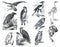 Big set of birds of prey. Cartoon prey birds characters isolated on white background. falco islandicus, aquila fulva, astur palumb