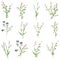 Big set botanical floral elements. Small drawing branches, leaves, herbs, wild plants, flowers. Collection leaf, foliage