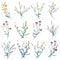 Big set botanical floral elements. Small drawing branches, leaves, herbs, wild plants, flowers. Collection leaf, foliage