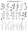 Big set of branch and flowers, fall, spring, summer. Detailed macro illustration, not autotrace, constructor design