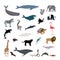 Big set cartoon style icons of different animals, birds, whales, dolphins