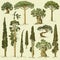 Big set of engraved, hand drawn trees include pine, olive and cypress, fir tree forest object