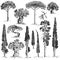 Big set of engraved, hand drawn trees include pine, olive and cypress, fir tree forest object