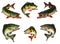 Big set of freshwater fishes of North America USA illustration isolate realism.