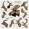 Big set of Horn, antlers Animals moose or elk with impala, gazelle and greater kudu, fallow deer reindeer and stag, doe